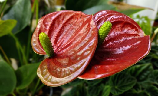 В марте антуриуму - обязательно: 3 капли под корень - и экзот весь в блестящих цветах уже к апрелю 