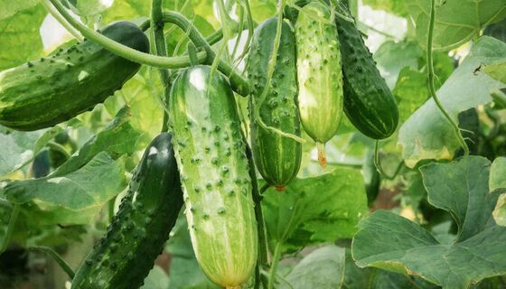 Не гибрид, а авторитет на грядке: выдает огурцы по 3 ведра с куста в любом регионе - для теплицы и для открытого грунта 