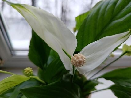 Проводы зимы на подоконнике: как подготовить комнатные растения к весне - 6 шагов умного цветовода