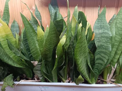 Украсят даже самый темный угол - тенелюбивые растения для северных окон - выживут хоть в коридоре 