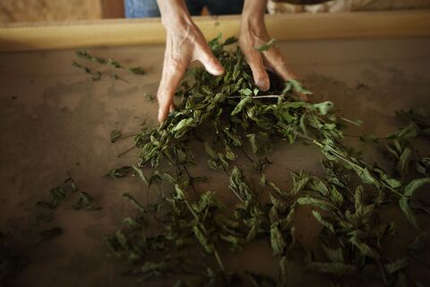 Сушеную мяту засыпаю содой и ставлю у двери — весь август радуюсь находке: простой трюк для дома и дачи
