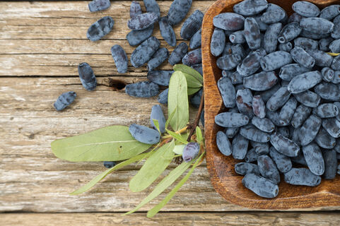 Жимолость выпустила листочки – срочно: 1 ложка под куст – и в июне все ветки увешаны ягодами