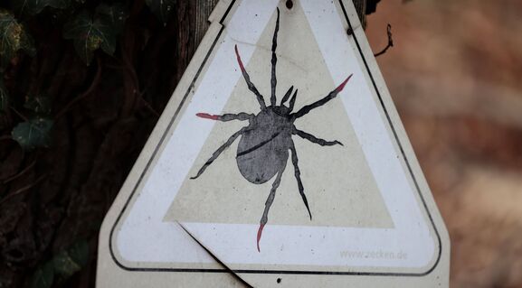 Метод белого флага: Как проверить, есть ли клещи на вашей даче - совет дедов для каждого