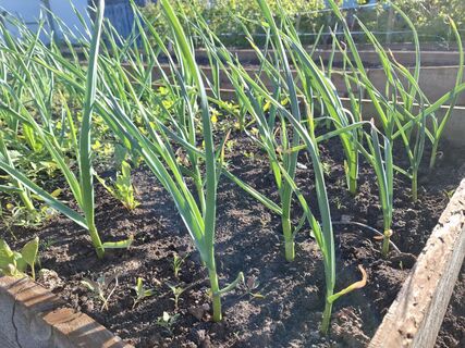 После всходов чеснока - обязательно: 2 щепотки в воду - и перо зеленеет сразу же, головки с кулак