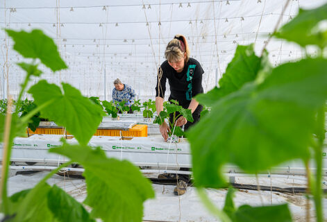 Более 100 кустов рассады томатов каждый год: Стебель толщиной с карандаш - метод 1952 года