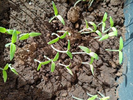 Когда взошли петельки - обязательно: как вырастить крепкую рассаду перца - мощная и не вытягивается