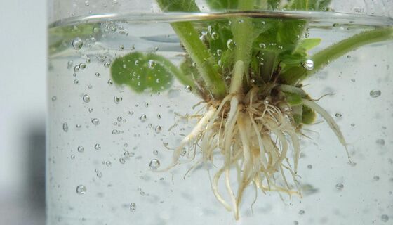 1 щепотка в воду - и черенки пускают бороду из корней: хоть завтра в грядку - приживутся на раз-два