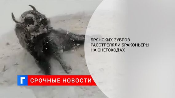 Брянских зубров расстреляли браконьеры на снегоходах