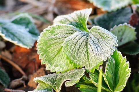 Заморозки возвращаются: когда похолодает в центральной части России - прогноз синоптиков и народные приметы