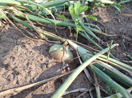 На 20 минут в воду – и лук-севок готов к посадке: головки вырастут крупными, здоровыми и крепкими