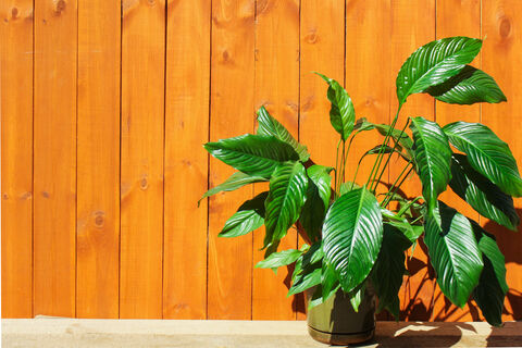 Стакан настоя под корень – и спатифиллум круче яхты Абрамовича: выпустит десятки белоснежных парусов