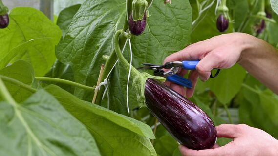 Срочно спасайте баклажаны, если заметили это на листьях: растение может погибнуть