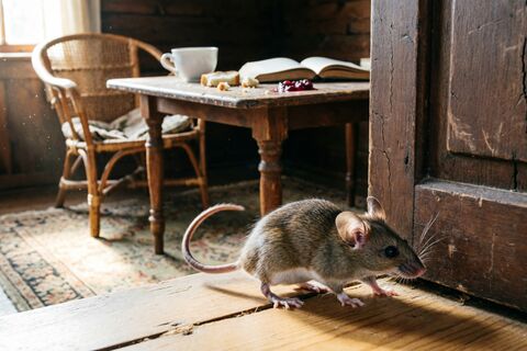 Порвала губку на части — мыши "смылись" из дома навсегда: грошовый метод борьбы с грызунами