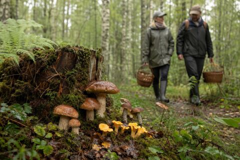 Тихая охота без штрафов: какие грибы в Ленобласти можно собирать 
