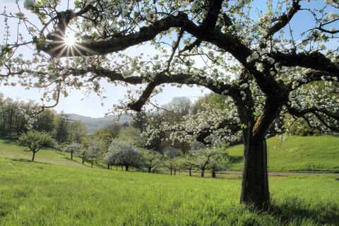 Пока не распустились почки – ставлю на яблоню "ворот": тля и клещи попадают в капкан, а назад дороги нет