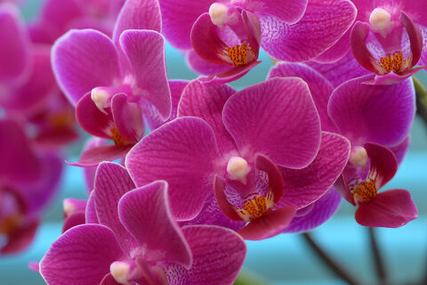 2 компонента в воду - и орхидея выдает цветы круглыми сутками: станет королевой подоконника, каждый бутон - шедевр