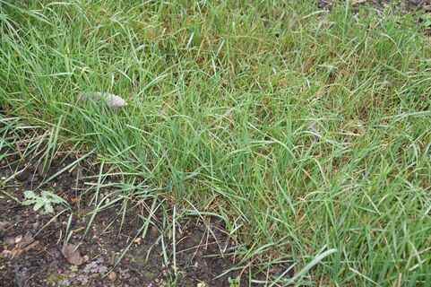 Пырей умрет за один сезон: накройте грядки этим "мусором" – и "червь-трава" иссохнет раз и навсегда