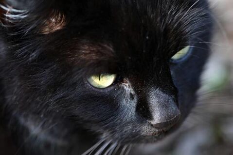 Не жизнь, а сплошные мучения: 4 породы кошек, которые ветеринары заводить не советуют