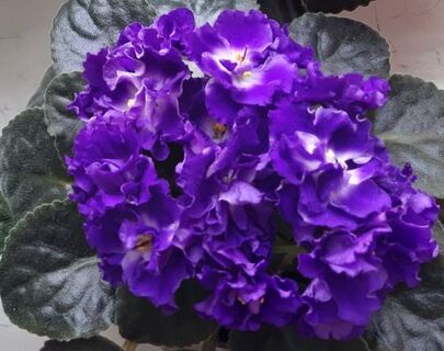 Фиалка покроется мощной шапкой цветов: 5 мл в воду – и бутоны полезут как угорелые, один за другим