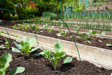 Хрустящие кочаны вредителям не достанутся: сажаю в междурядья эти растения - без тли и гусениц весь сезон 