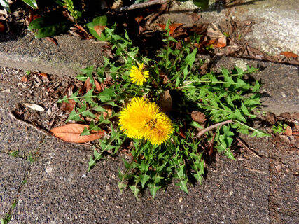 Городовой ру