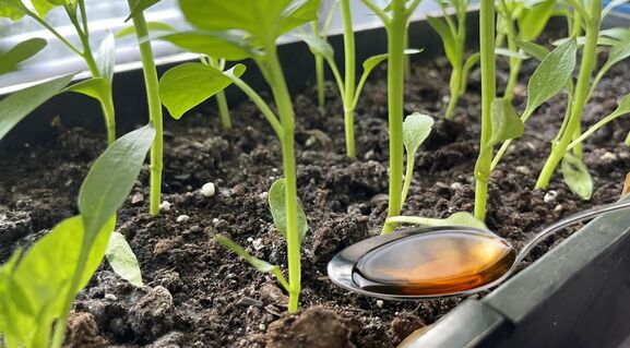 До 20 апреля рассаде — жизненно необходимо: 3 капли в воду — и стебель не сломается при пикировке