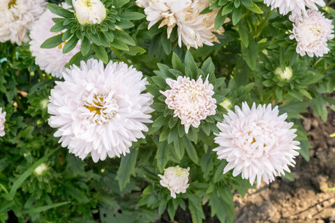 Городовой ру