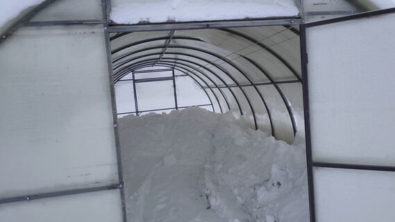 Закидывать снег в теплицу перед весной или не стоит: агроном жестко поставил точку в спорах - не правы 98% огородников 