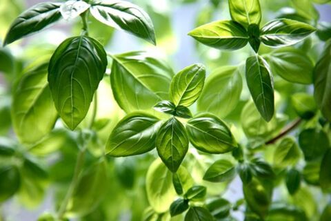 Раскладываю семена по поверхности – и через 45 дней наслаждаюсь свежей зеленью: лайфхаки по выращиванию базилика на подоконнике