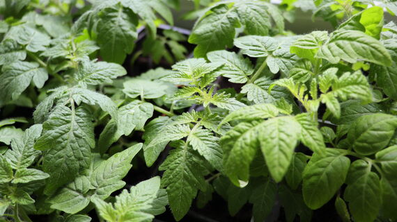 1 ч. ложка в рассаду томатов - и мошки исчезают со скоростью света: никаких инсектицидов