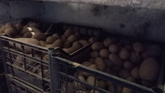 Урожай собираю уже в июне: сажаю картофель строго по этому принципу – молодые клубни гребу тележками