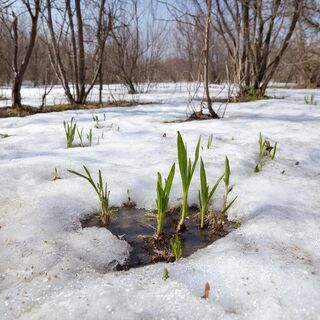 Весне и году начало: зачем на Евдокию собирали талую воду и как зазывали тепло - народные приметы на 14 марта