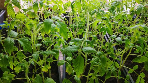 Городовой ру