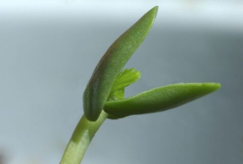 Без земли и захвата подоконников: умелые садоводы выращивают рассаду в пеленках — 2 способа