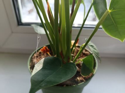 Паутина на антуриуме: как отличить прожорливого клеща об безобидных паучков — 3 признака