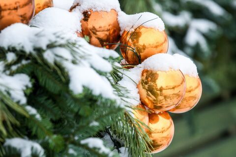 новогодняя ель