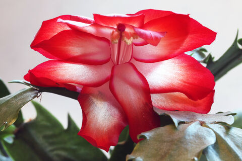 150 мл в горшок – и декабрист цветет как угорелый до самого лета: бутоны лезут один за другим на каждом сегменте