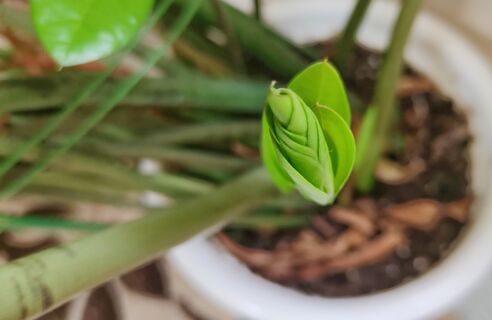 Замиокулькасу в конце марта - важнее воды: 1 таблетка из аптечки - и побеги полезут как по расписанию 