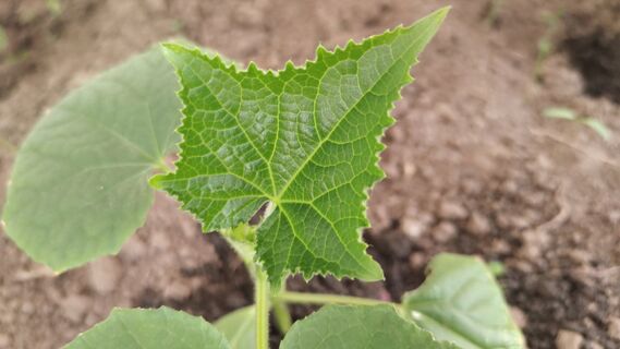 Когда сеять огурцы на рассаду в феврале 2026 года - Лунный календарь садовода - 6 ключевых дат 