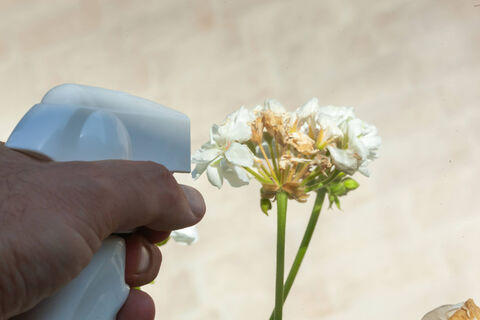 Почему у пеларгонии бутоны отсыхают, не раскрывшись: у нее на это 7 причин — как исправить