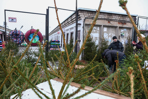 Запах хвои за тысячу улыбок: как найти роскошную новогоднюю ель в Петербурге и не остаться без подарков