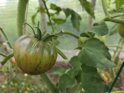 До 15 кг с куста даже в поганое лето: этот сорт шпарит плоды как заведенный – не томат, а сладкий сон