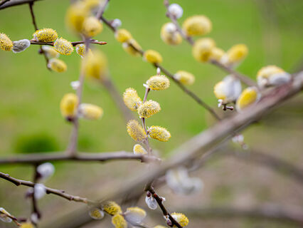 Как по погоде в день Никиты Водопола определить, каким будет лето-2026: народные приметы и запреты на 16 апреля