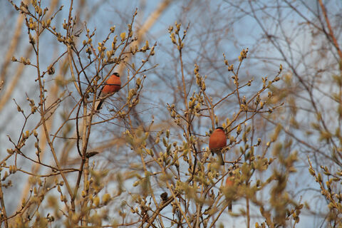 Февральские гости Парка Монрепо: яркие снегири