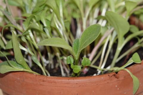 Вместо огурцов выращиваю бораго – добавляю и в салаты, и в окрошку: отпугивает вредителей и кормит всю семью