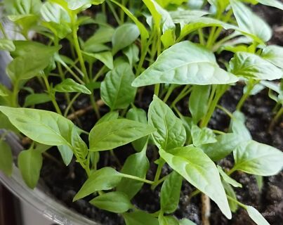 Когда сеять перцы на рассаду: самый идеальный день в марте 2026 года - всхожесть 100%