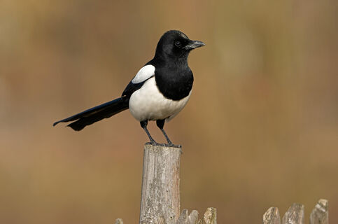 200 лет городить не придется: найдена прекрасная альтернатива надоевшему профлисту – не забор, а загляденье