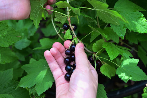 3 ложки под куст - и черная смородина бьет рекорды по урожайности: ягоды размером с вишню, сладкие и крупные