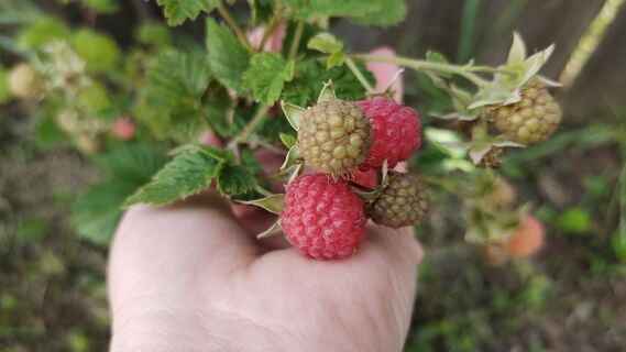 1 ложка на "волшебную" мульчу – и малина дарит ягоды-великаны: весенний совет Ивана Русских
