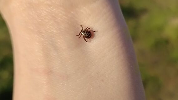 Весной от клещей - самое эффективное:  всего 2 капли на одежду защитят от кровососов на весь день, можно детям 